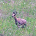 Chamois