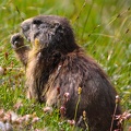 Marmottes